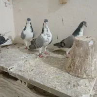 کبوتر|پرنده|خمینی‌شهر, |دیوار