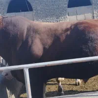 گاو|حیوانات مزرعه|میاندوآب, |دیوار