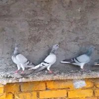 شامی دم سفید جوان ۴ عدد