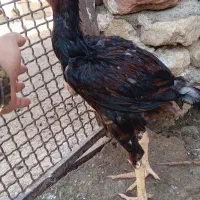 خروس|حیوانات مزرعه|مشهد, هفده شهریور|دیوار