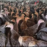 بوقلمون ۵۰روزه