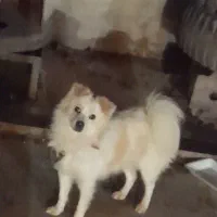 سگ خانگی|سگ|کوه چنار, |دیوار