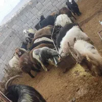 فروش انواع گوسفند زنده کهره بره چپش میش بز|حیوانات مزرعه|کرمان, |دیوار