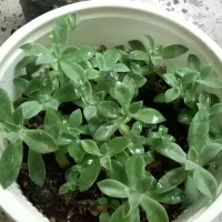 سرگرمی و گل و گیاه