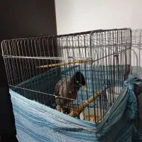 مرغ مینا سخنگو|پرنده|اسلام‌شهر, شهرک سعیدیه|دیوار