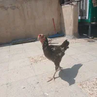مرغ لاری|حیوانات مزرعه|تهران, کرمان|دیوار