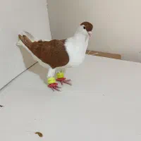 یک جفت کفتر ساده افغانی