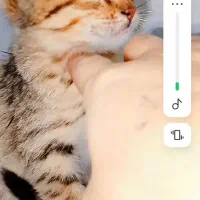 گربه پرشین|گربه|اهواز, کوی مهدیس|دیوار