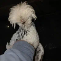 مرغ  زینتی|حیوانات مزرعه|شهریار, رزکان|دیوار