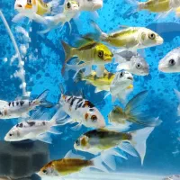 گله ماهی کوی|ماهی|تهران, شهرک دریا|دیوار