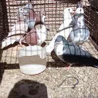 هفت عددکبوترمشتی|پرنده|بالا ولایت, |دیوار