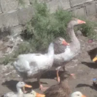 اردک محلی و غاز محلی