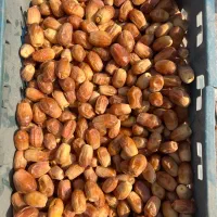 خرمای زاهدی(قصب)