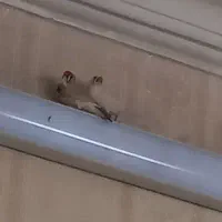 فنچ نر و ماده