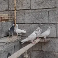 کبوتر|پرنده|میناب, |دیوار