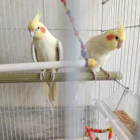 دو عدد عروس هلندی لوتینو نر سایز بزرگ|پرنده|بلداجی, |دیوار