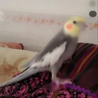 عروس هلندی گم شده چیکو اسمشه
