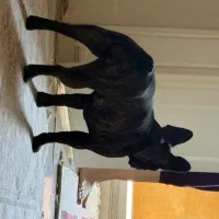 فرنچ بولداگ