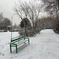 گربه سفید پیدا شده