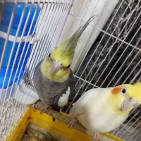 عروس هلندی نر|پرنده|زابل, |دیوار