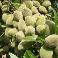 نهال بادام خوشه ای پر بار اقتصادی