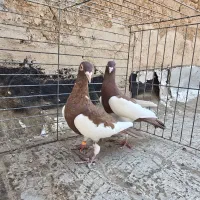 کفتر زاجر یهودی کربلایی