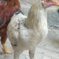 لاری اصیل اردبیل|حیوانات مزرعه|تهران, اسکندری|دیوار