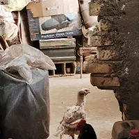 مرغ لاری اصیل