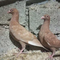 کبوتر جوجه|پرنده|برازجان, |دیوار