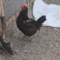 مرغ وخروس|حیوانات مزرعه|سنقر, |دیوار