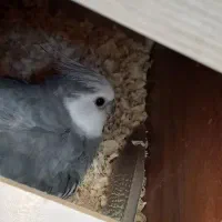 عروس هلندی وایت فیس|پرنده|کردکوی, |دیوار