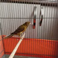 قناری ماده سرخ