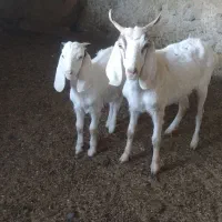 بز دورگ پاکستانی با بزغاله نر|حیوانات مزرعه|بیرجند, |دیوار