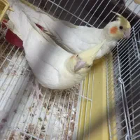 عروس نروماده هلندی|پرنده|اصفهان, کوی امیریه|دیوار