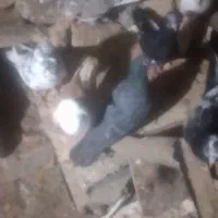 کبوتر  فروش