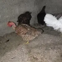 مرغ وخروس|حیوانات مزرعه|گنبد کاووس, |دیوار