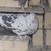 کفتر سفید شیرازی|پرنده|پیر بکران, |دیوار