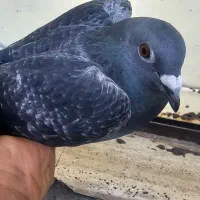 کوهی سیاه ماده