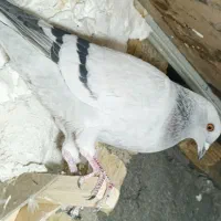 تعدادی کبوتر نر سالم|پرنده|شیراز, میانرود|دیوار