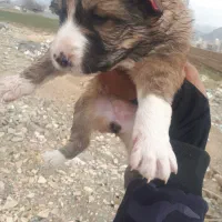 ۳تاتوله الابای