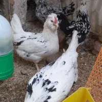 تخم مرغ گلین مرغ گلین خروس گلین و گردن لخت|حیوانات مزرعه|مشهد, شهرک بهارستان|دیوار
