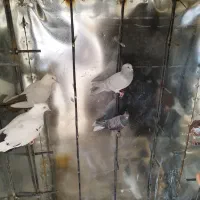 گنجه نو|مصالح و تجهیزات ساختمان|شیراز, شهرک برق|دیوار