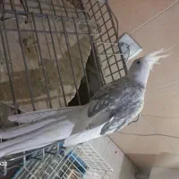 عروس هلندی جفت مولد البینو