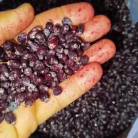 زرشک کوهی|خوردنی و آشامیدنی|رودشت (چهارمحال و بختیاری), |دیوار