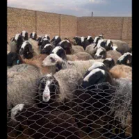 گوسفند زنده شال. مغان. افشاری.شهرری جاده گلحصار|حیوانات مزرعه|ری, سیزده آبان|دیوار