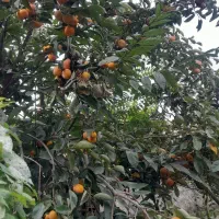 میوه خرمالو