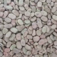 باقله|خوردنی و آشامیدنی|ششده و قره بلاغ, |دیوار