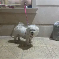 سگ شیتزو|سگ|میاندوآب, |دیوار