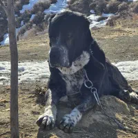 سگ گمشده|حیوانات|رودهن, |دیوار