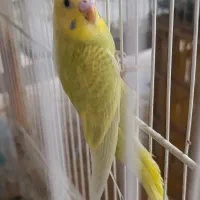 تعدادی جوانه مرغ عشق و یک جفت مرغ عشق